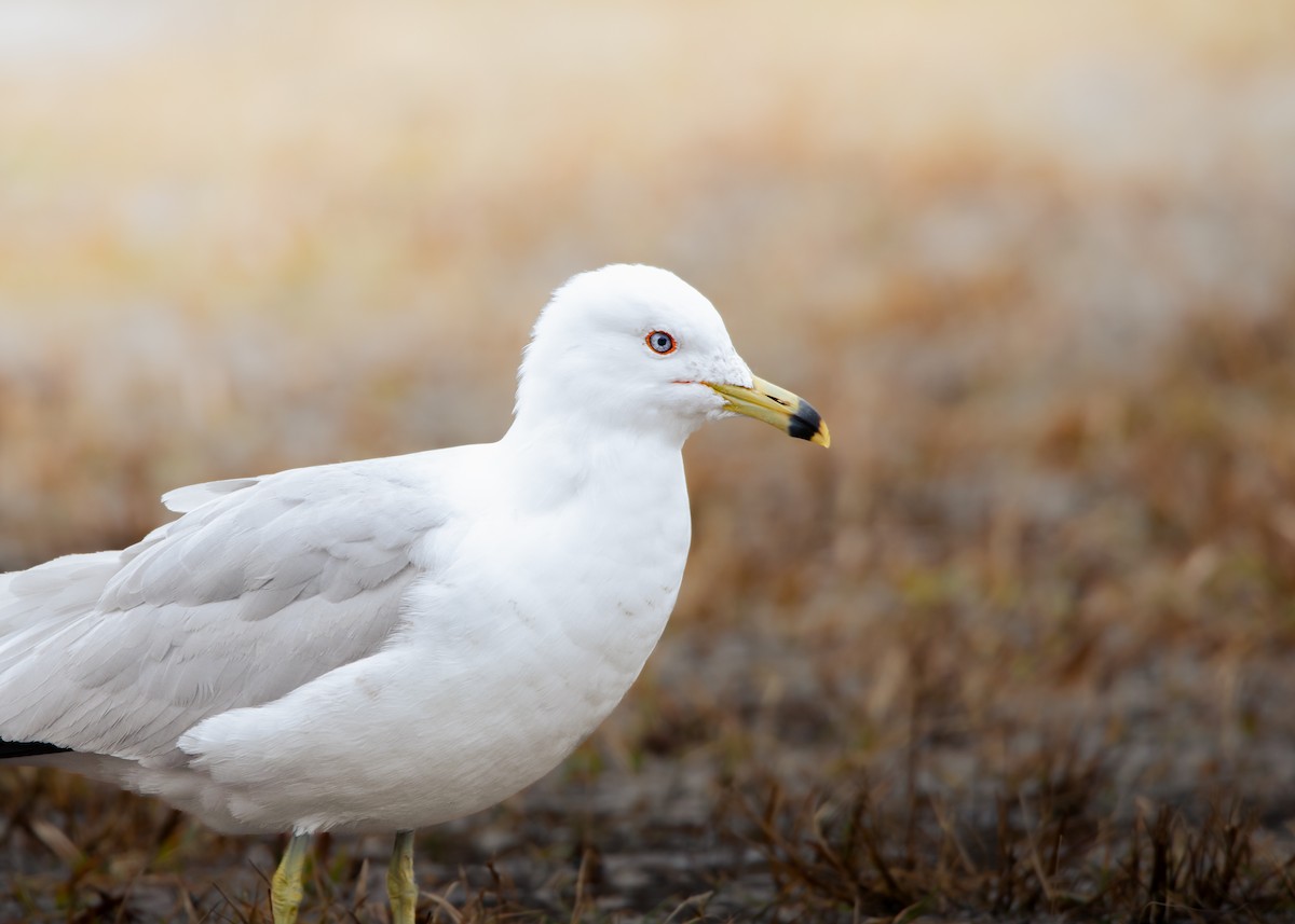 Ring-billed Gull - Roxanne Guérette