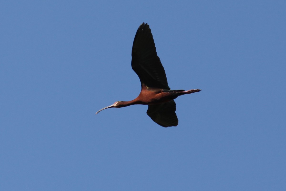 ibis americký - ML616998347