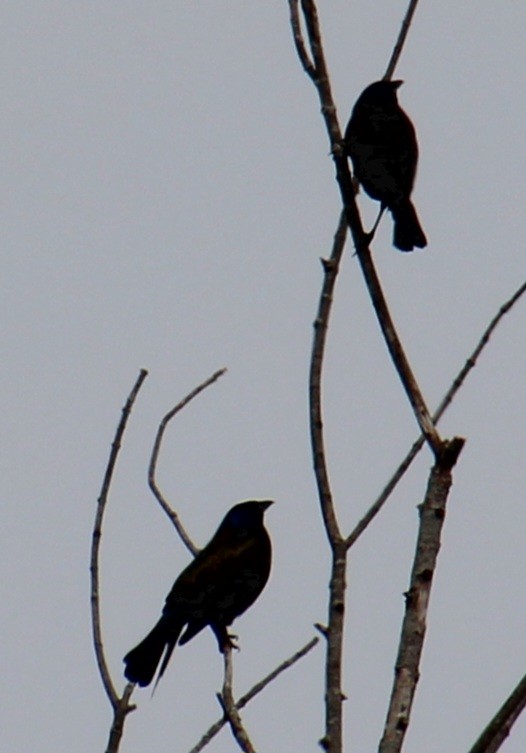 Common Grackle (Bronzed) - ML616998444