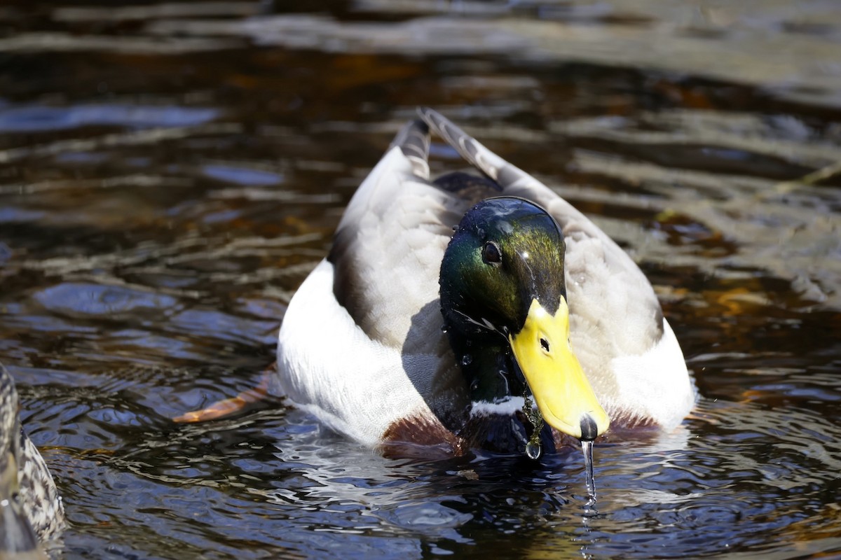 Canard colvert - ML616998460