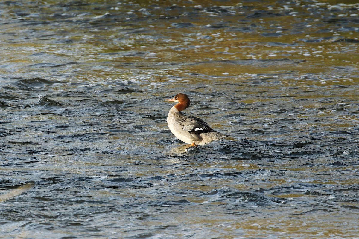 Common Merganser - ML616998472