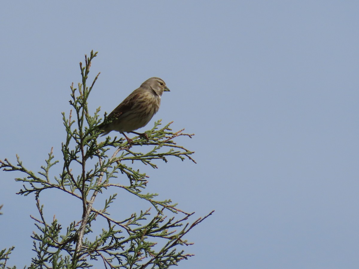 Eurasian Linnet - Federico  Iglesias García