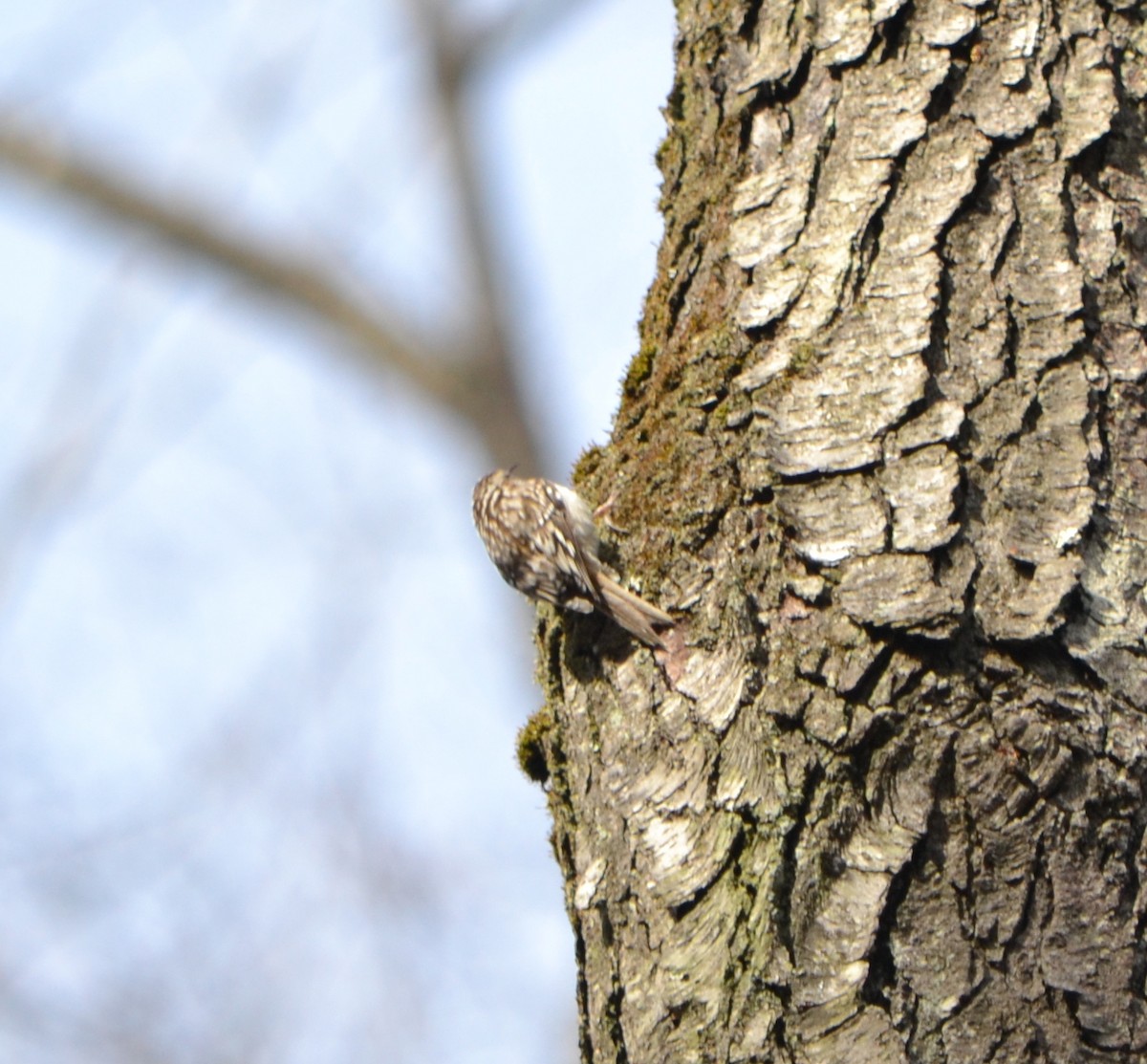 Brown Creeper - ML616998517