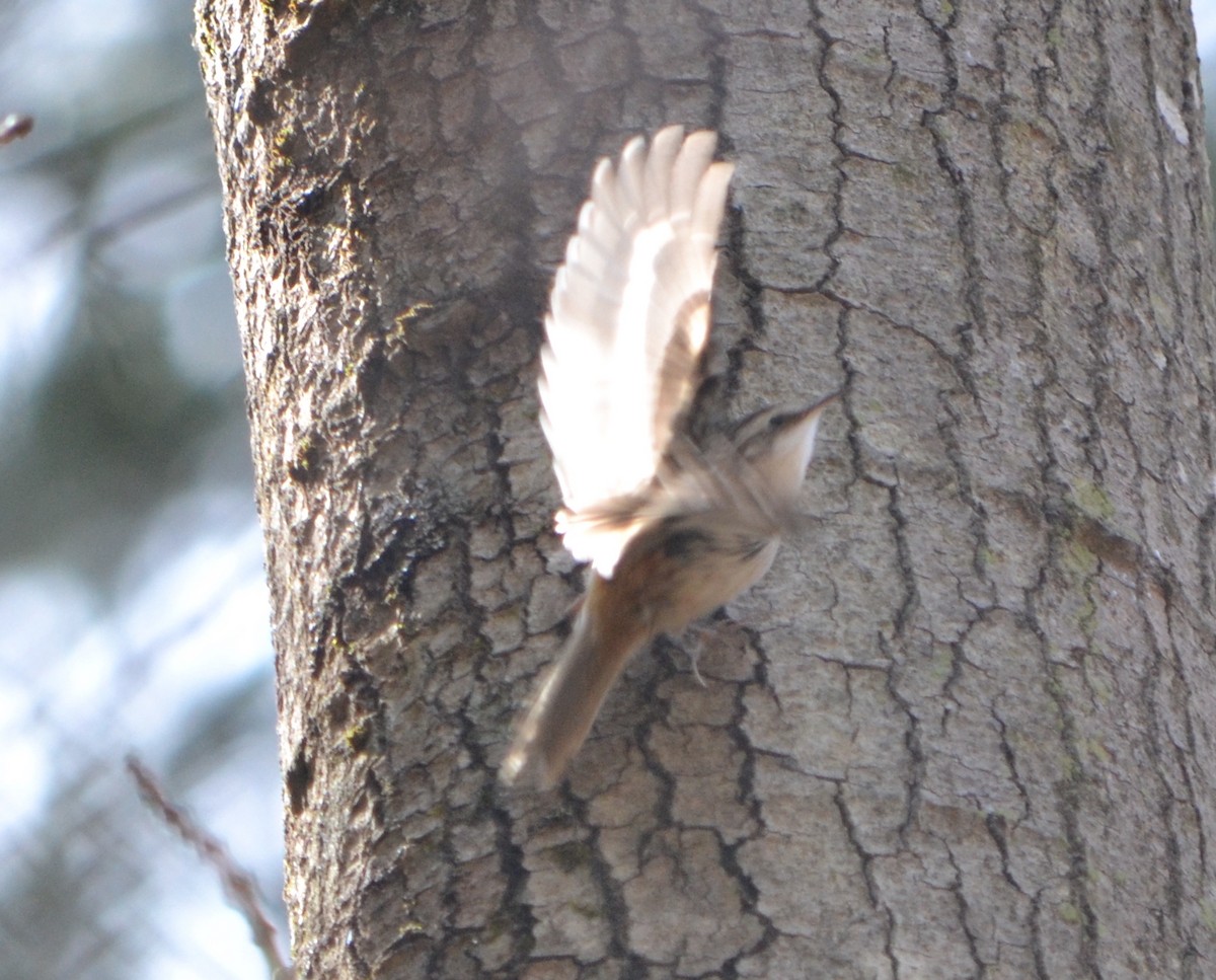 Brown Creeper - ML616998518