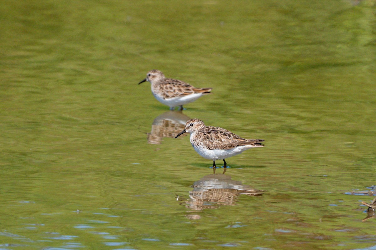 Least Sandpiper - Dori Eldridge