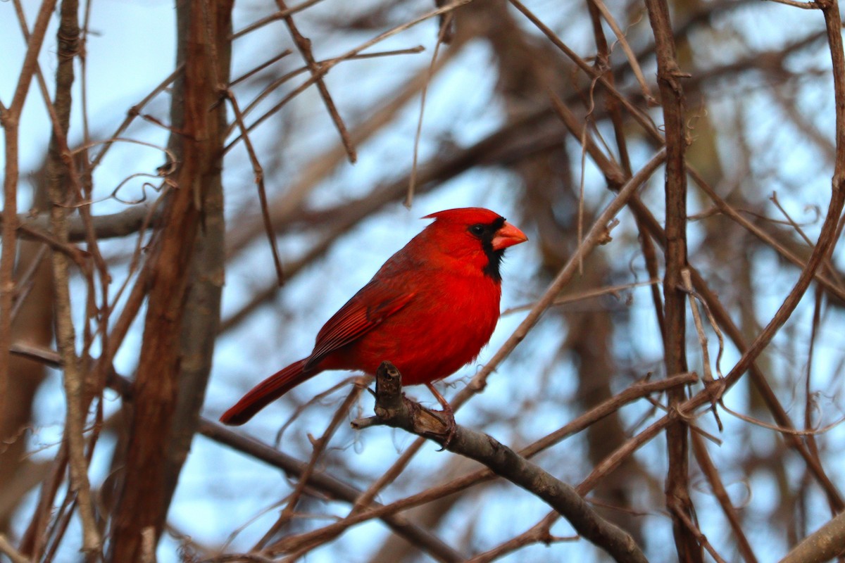 Cardinal rouge - ML616998546