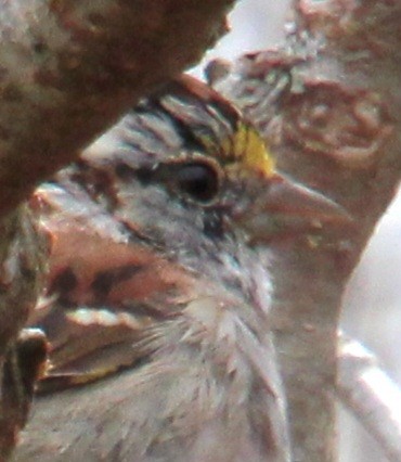 White-throated Sparrow - ML616998574