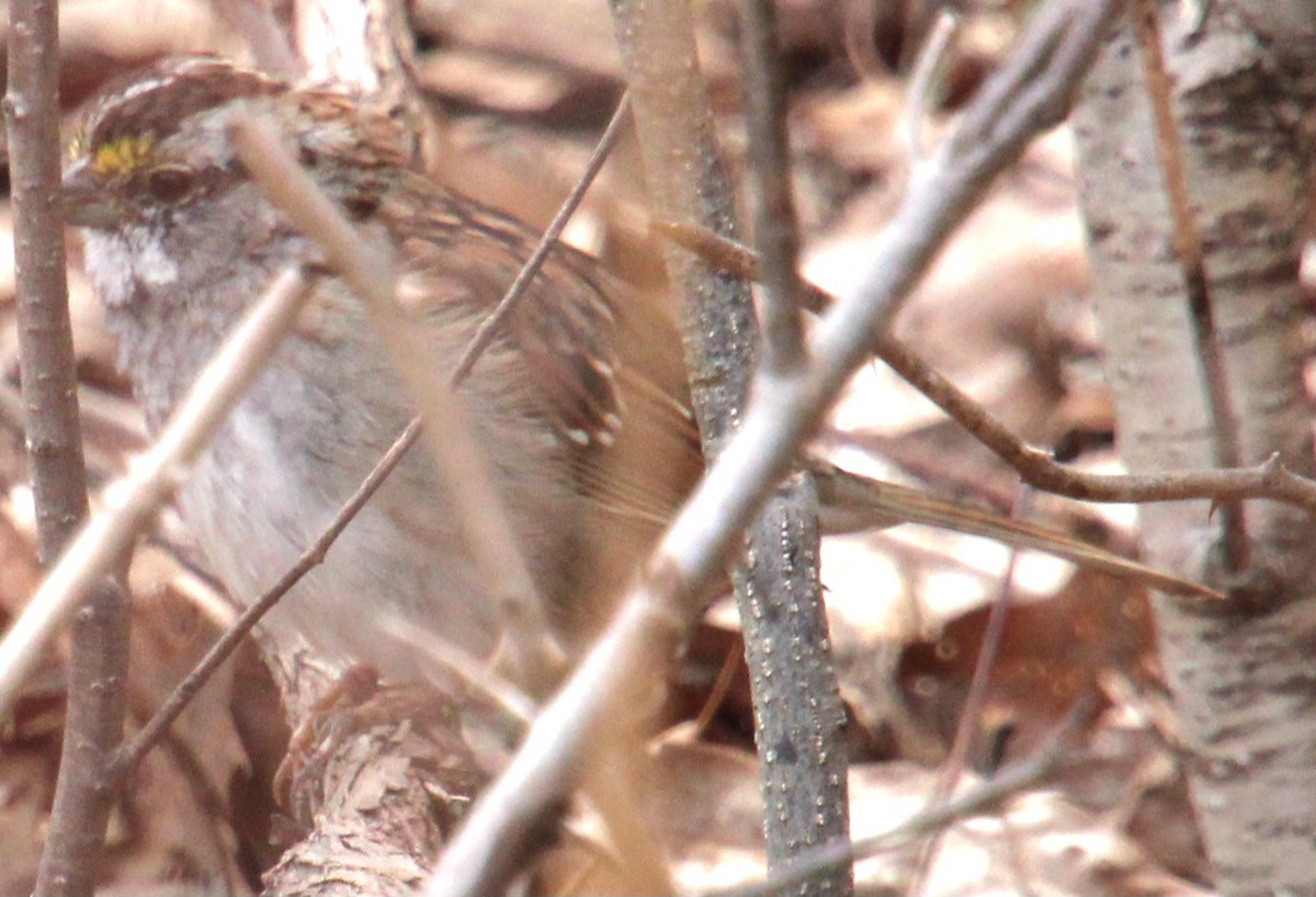 White-throated Sparrow - ML616998575