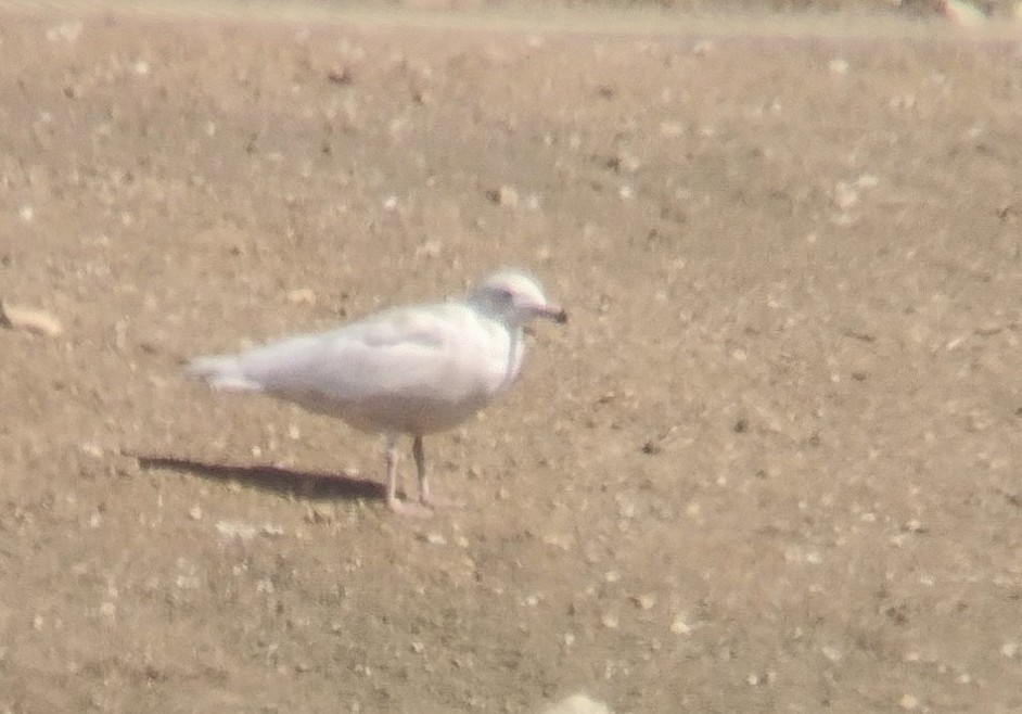 Glaucous Gull - ML616998617