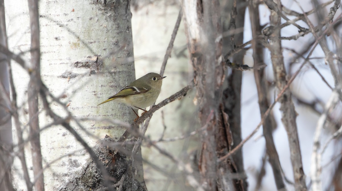 Ruby-crowned Kinglet - ML616998619