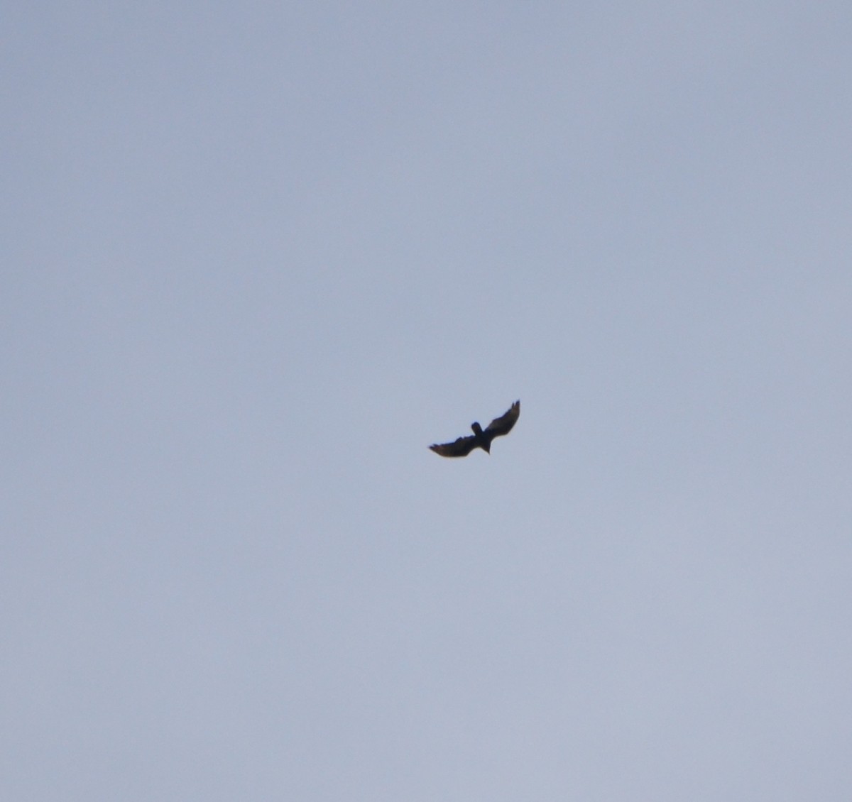 Turkey Vulture - ML616998625