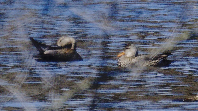 Gadwall - ML616998662