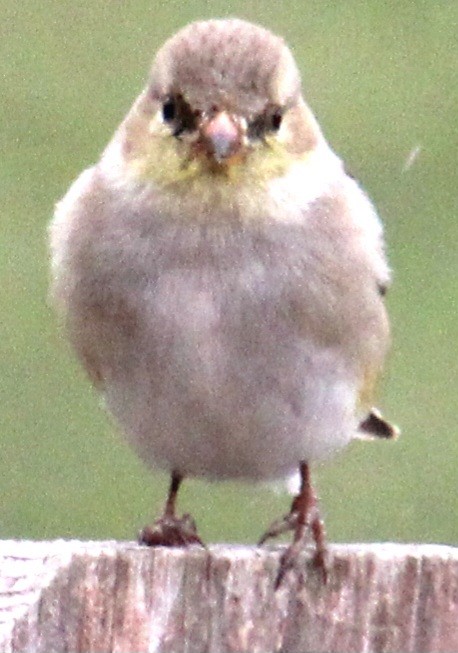 American Goldfinch - ML616998666