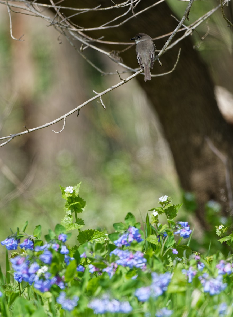 Eastern Phoebe - ML616998687