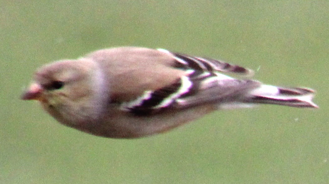 American Goldfinch - ML616998694