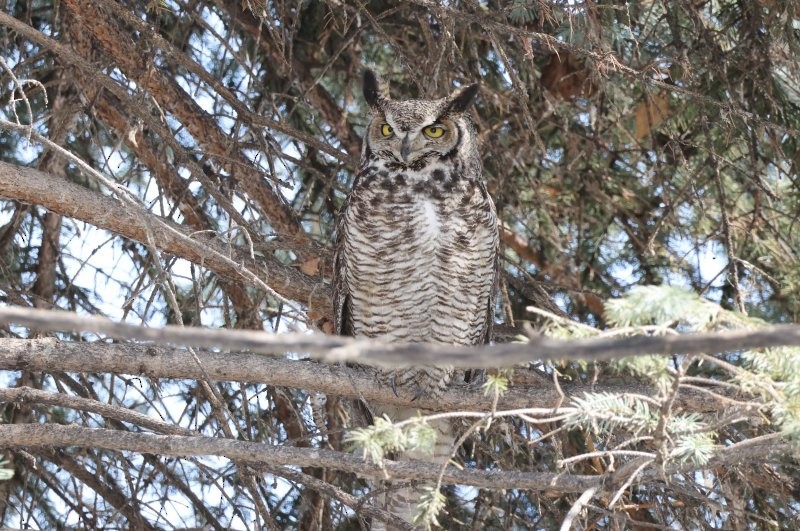 Great Horned Owl - ML616998746