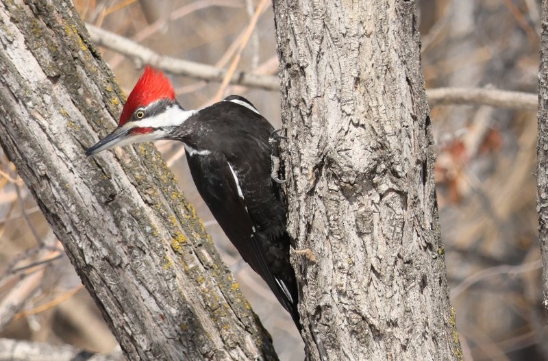 Pileated Woodpecker - ML616998791
