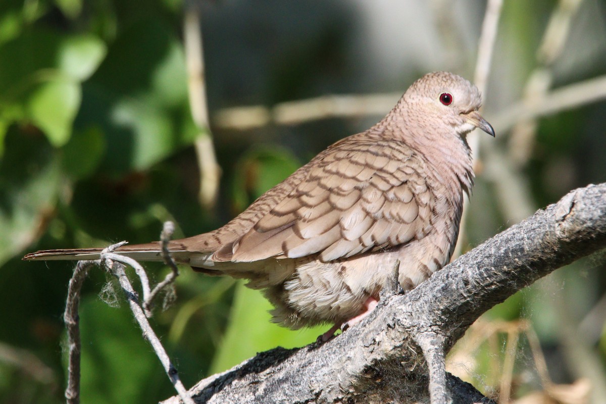 Inca Dove - ML616998853