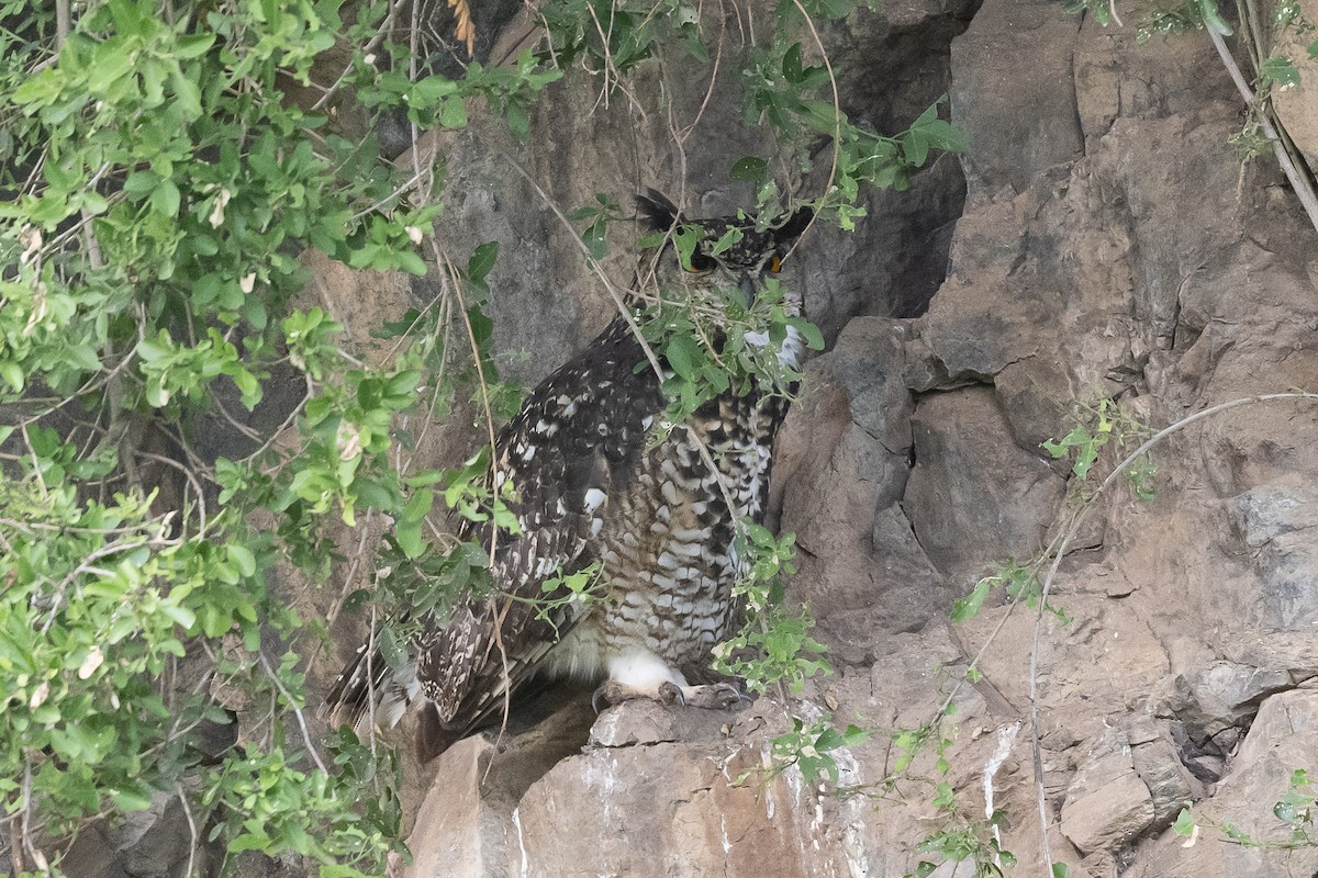 Cape Eagle-Owl - ML616998909