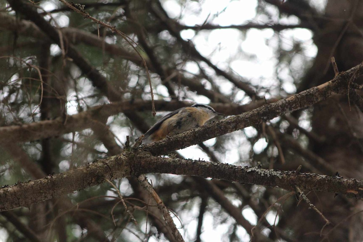 Red-breasted Nuthatch - ML616999022