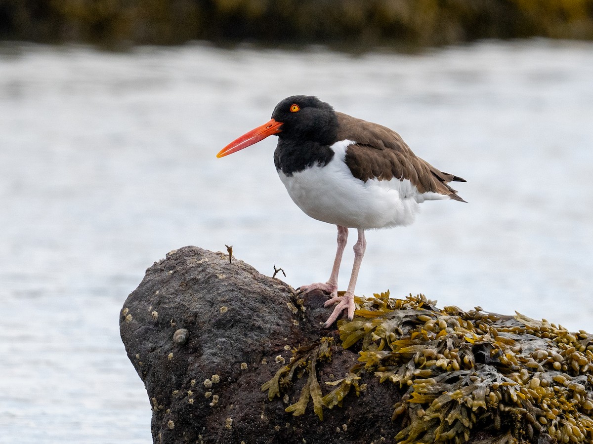 American Oystercatcher - Tom Warren