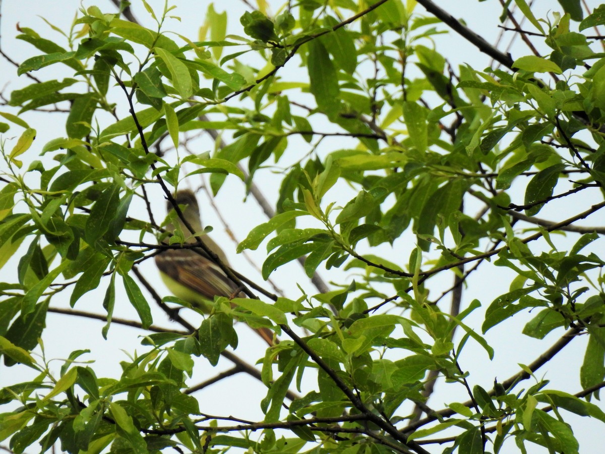 Great Crested Flycatcher - ML61699911