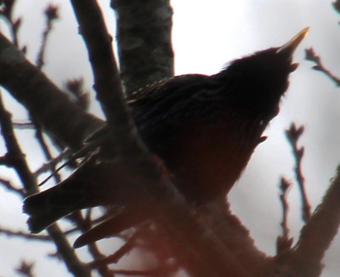 European Starling - ML616999183