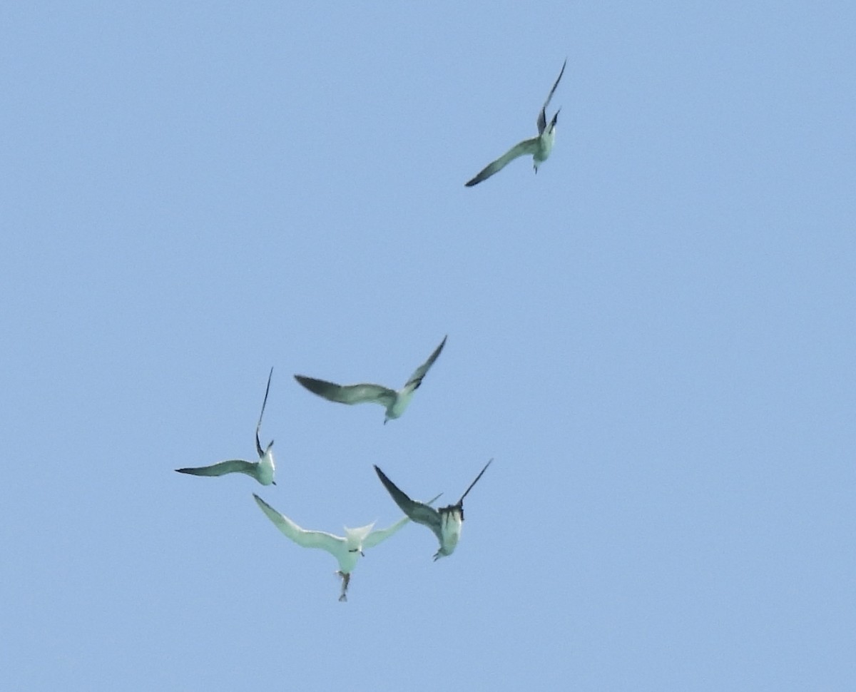 Royal Tern - kenneth lipshy