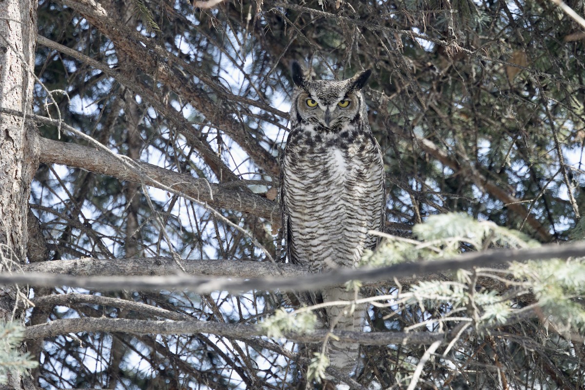 Great Horned Owl - ML616999289