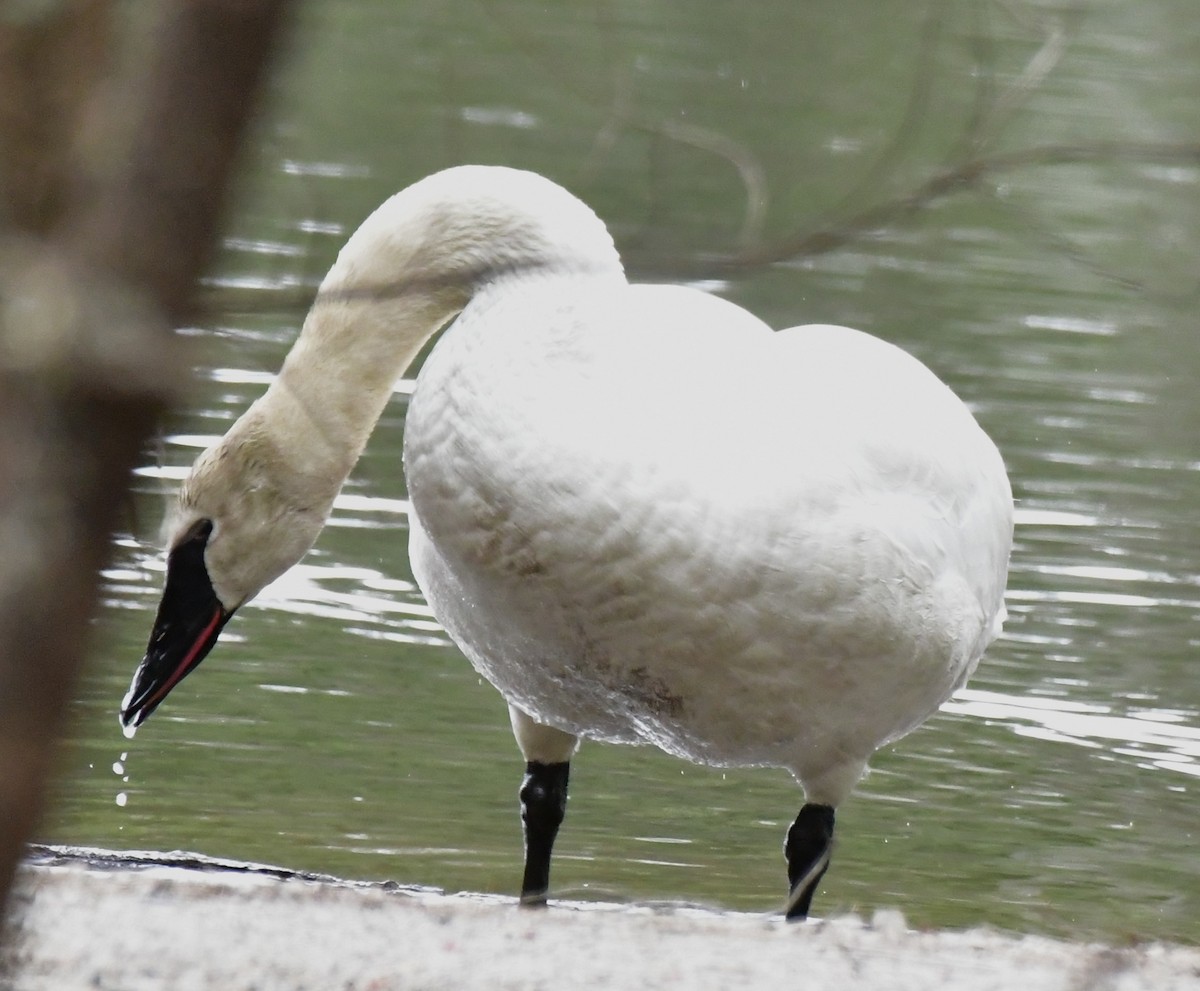 Trumpeter Swan - ML616999321