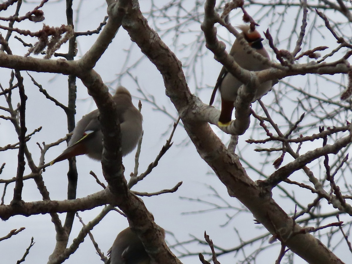 Cedar Waxwing - ML616999419