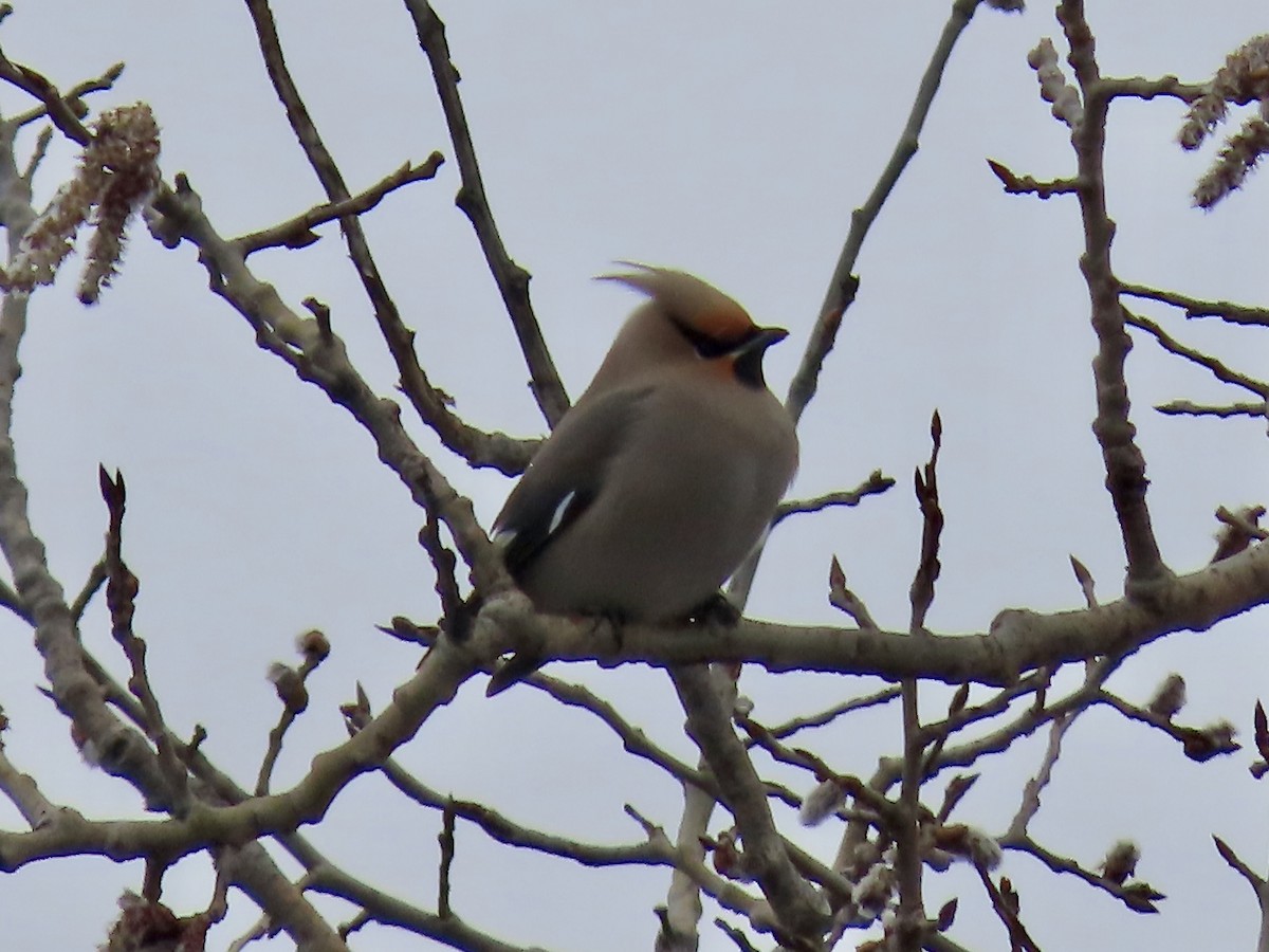 Cedar Waxwing - ML616999420