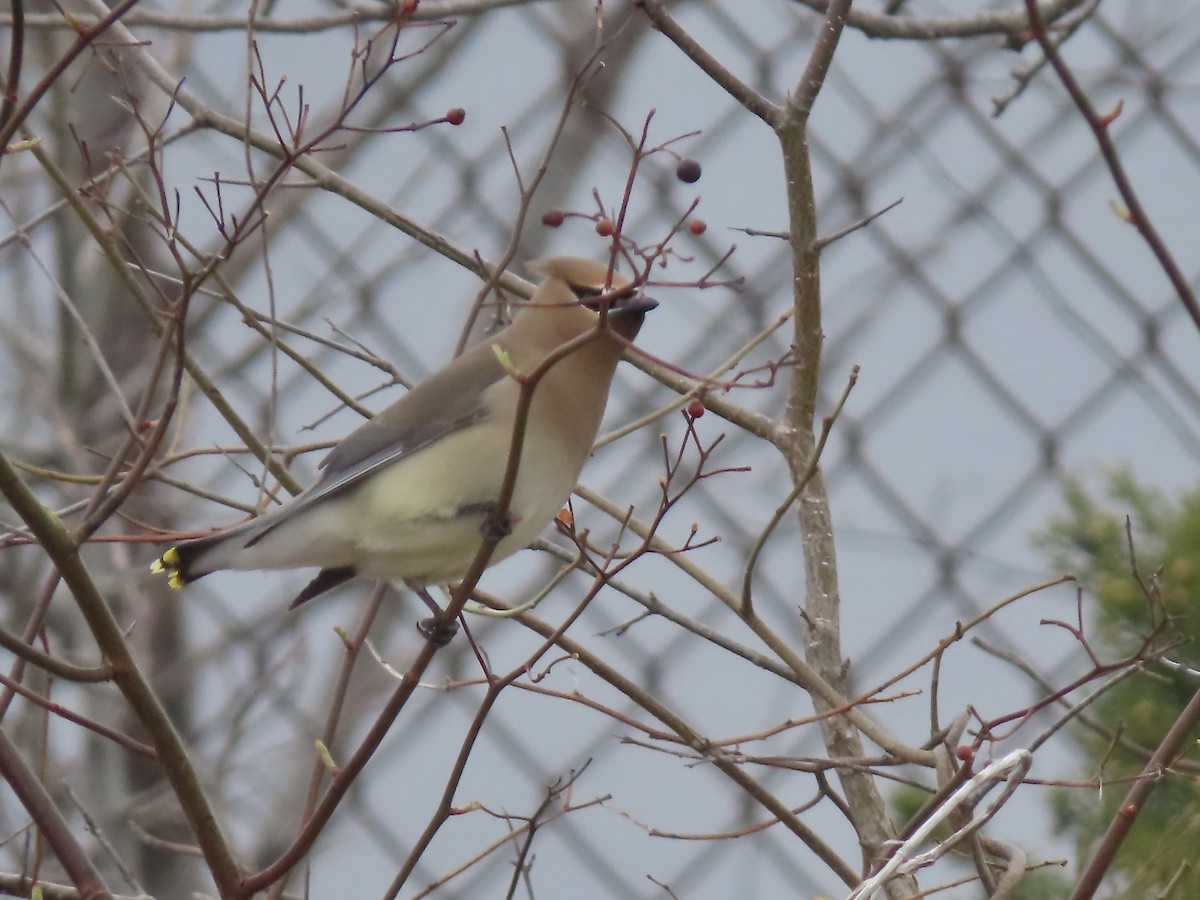 Cedar Waxwing - Marjorie Watson