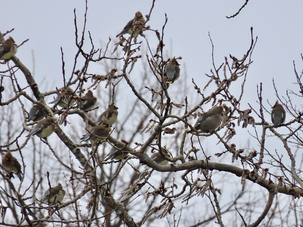 Cedar Waxwing - ML616999422