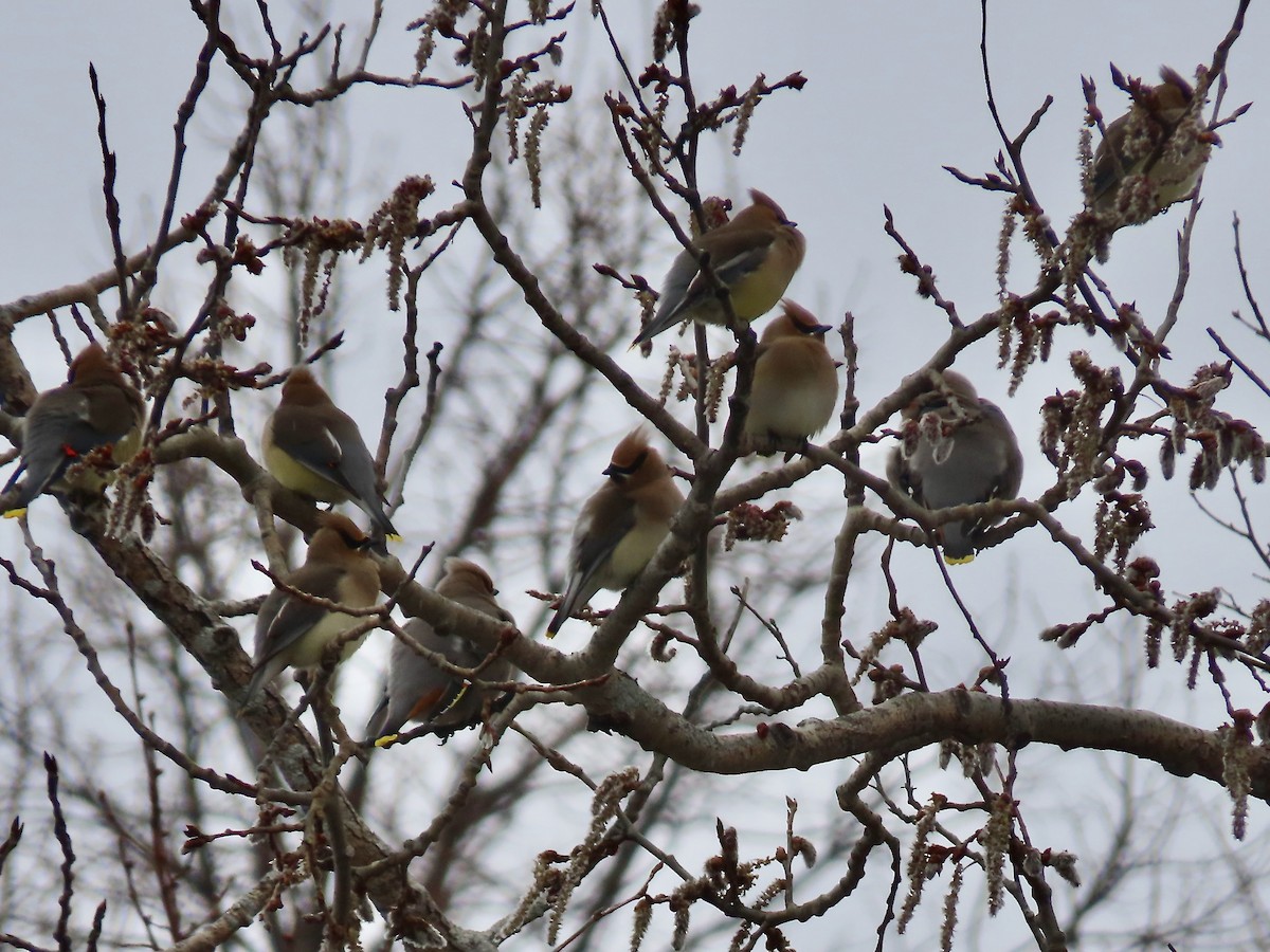 Cedar Waxwing - ML616999424