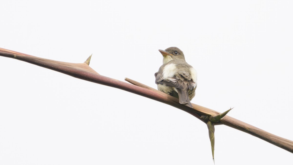 Olive-sided Flycatcher - Nina Hale