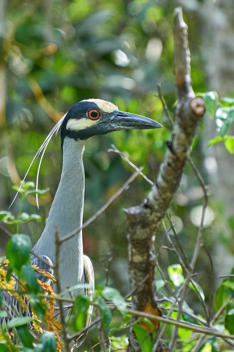 Yellow-crowned Night Heron - ML616999492