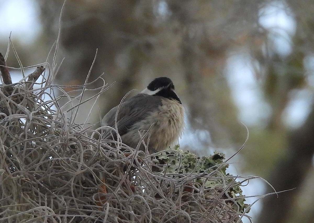 Mésange de Caroline - ML616999509