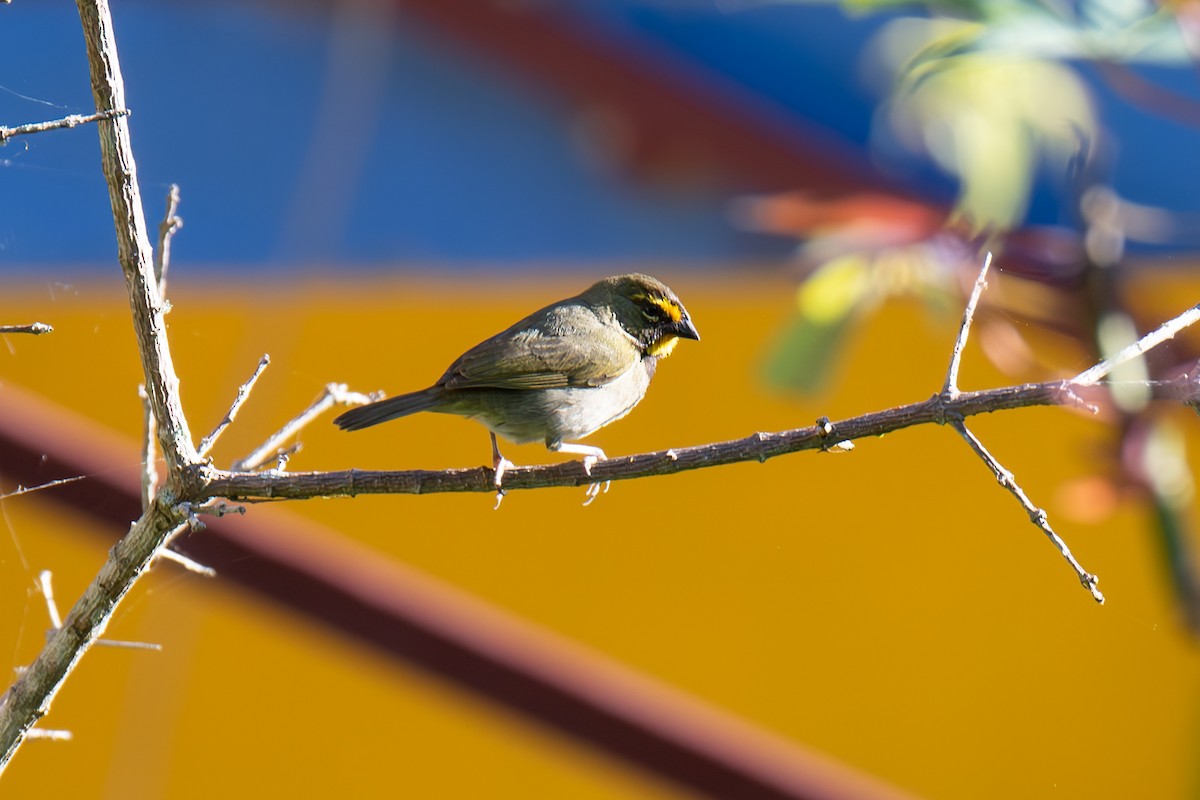 Yellow-faced Grassquit - ML616999519