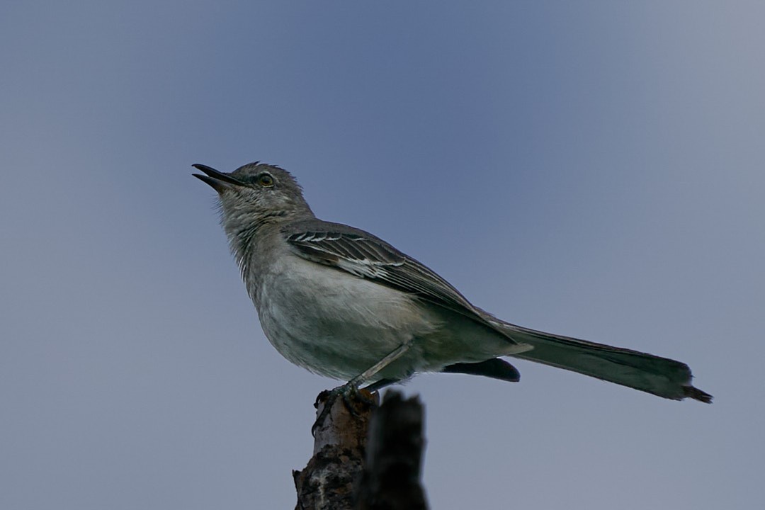 Northern Mockingbird - ML616999526