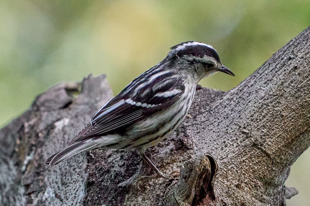 Black-and-white Warbler - ML616999533