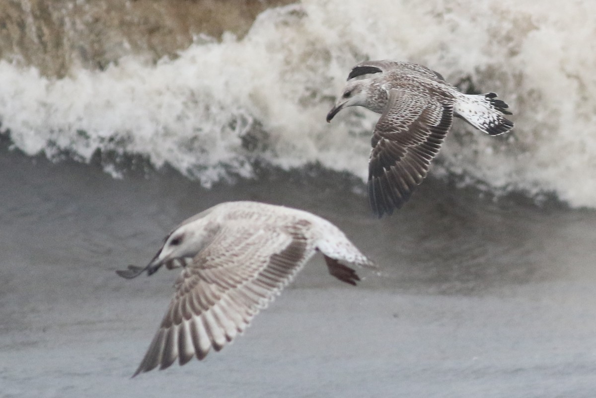 Lesser Black-backed Gull (fuscus) - ML616999535