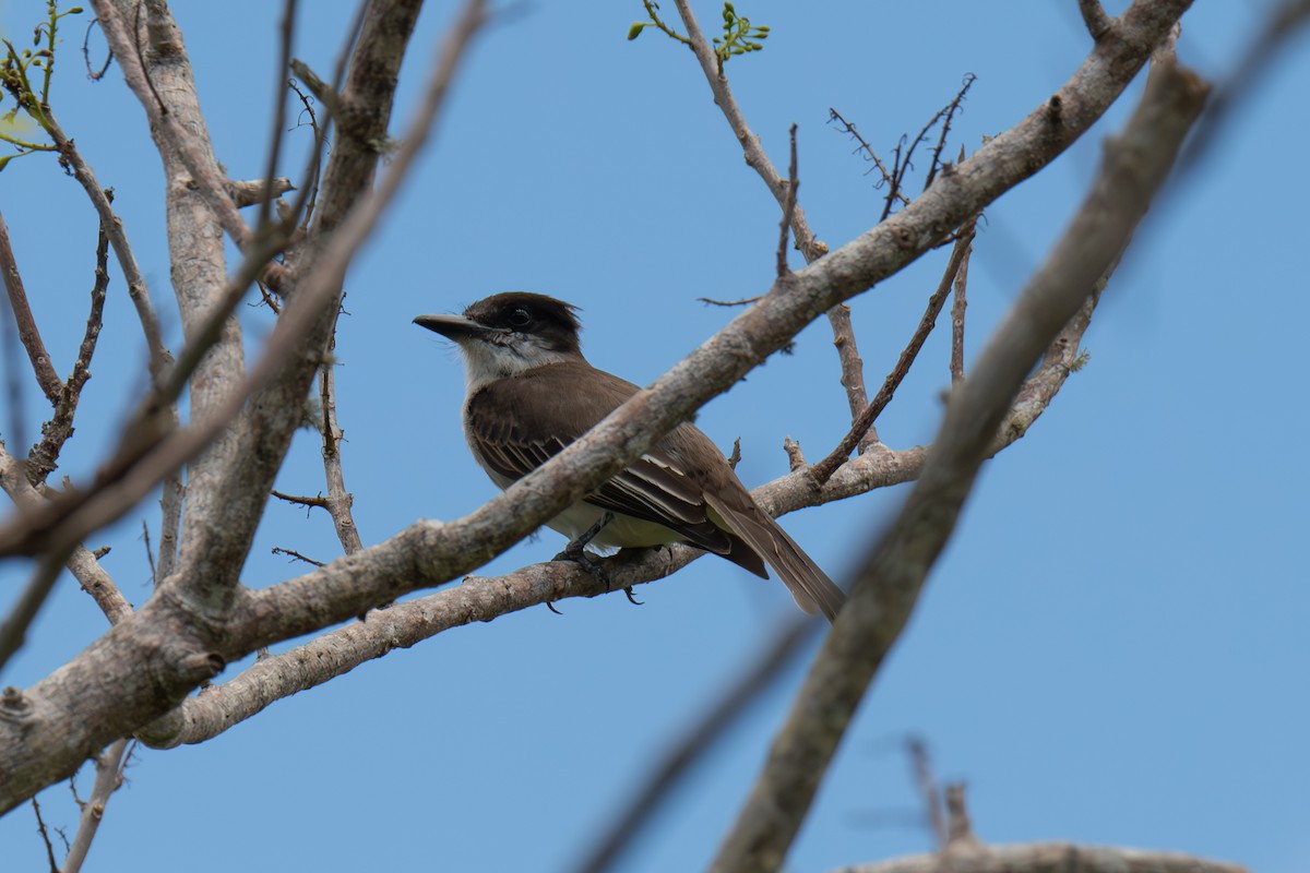 Loggerhead Kingbird (Puerto Rico) - ML616999576