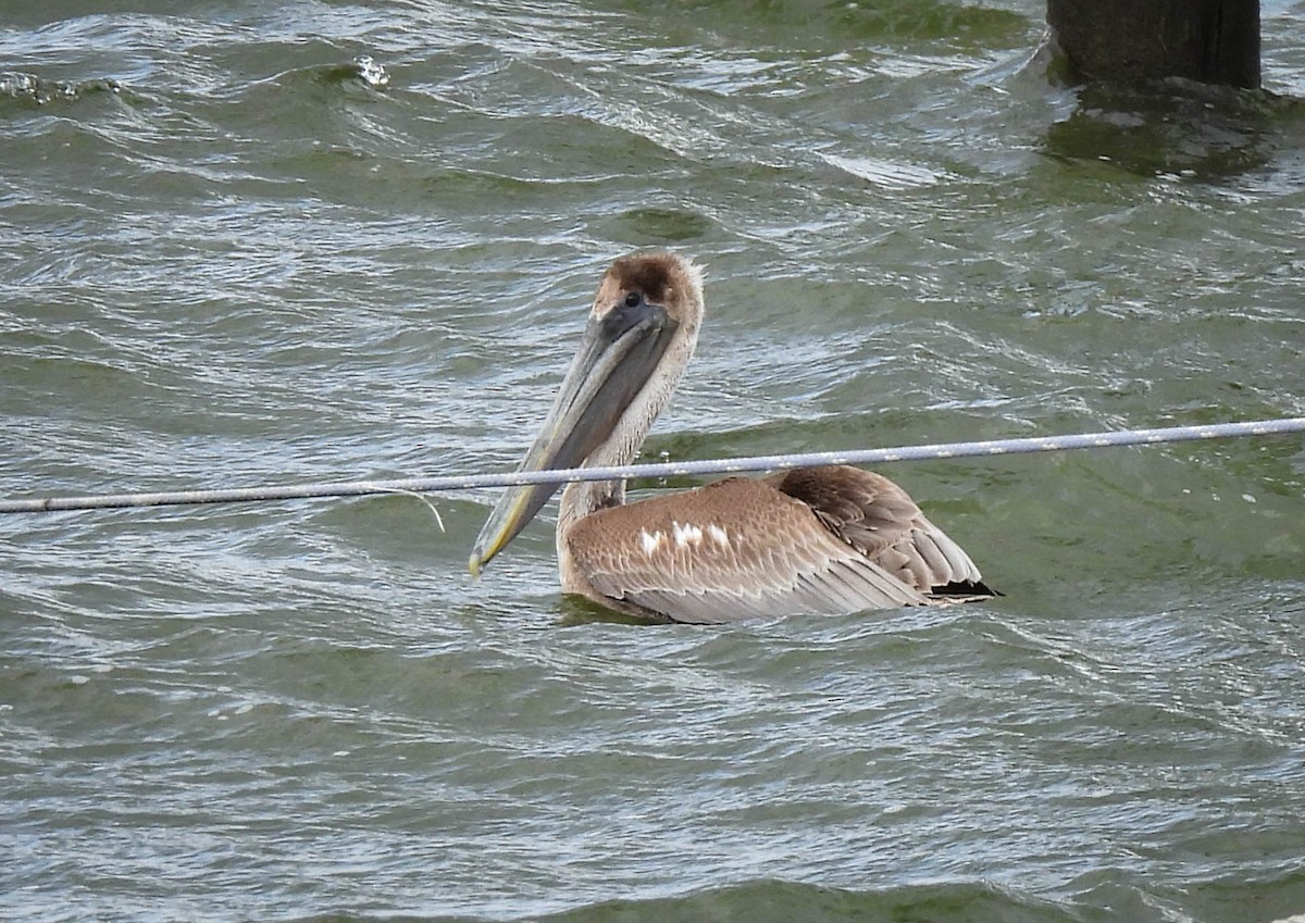 pelikán hnědý (ssp. carolinensis) - ML616999582