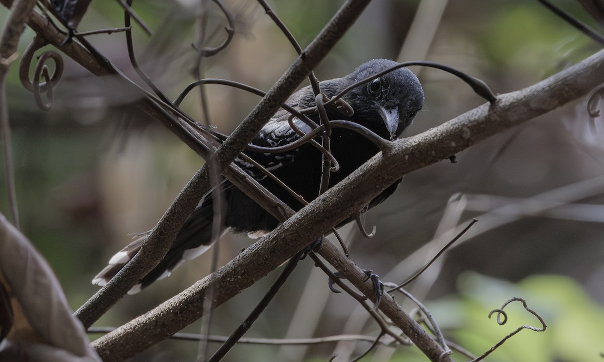 Rio Branco Antbird - Steve Kelling