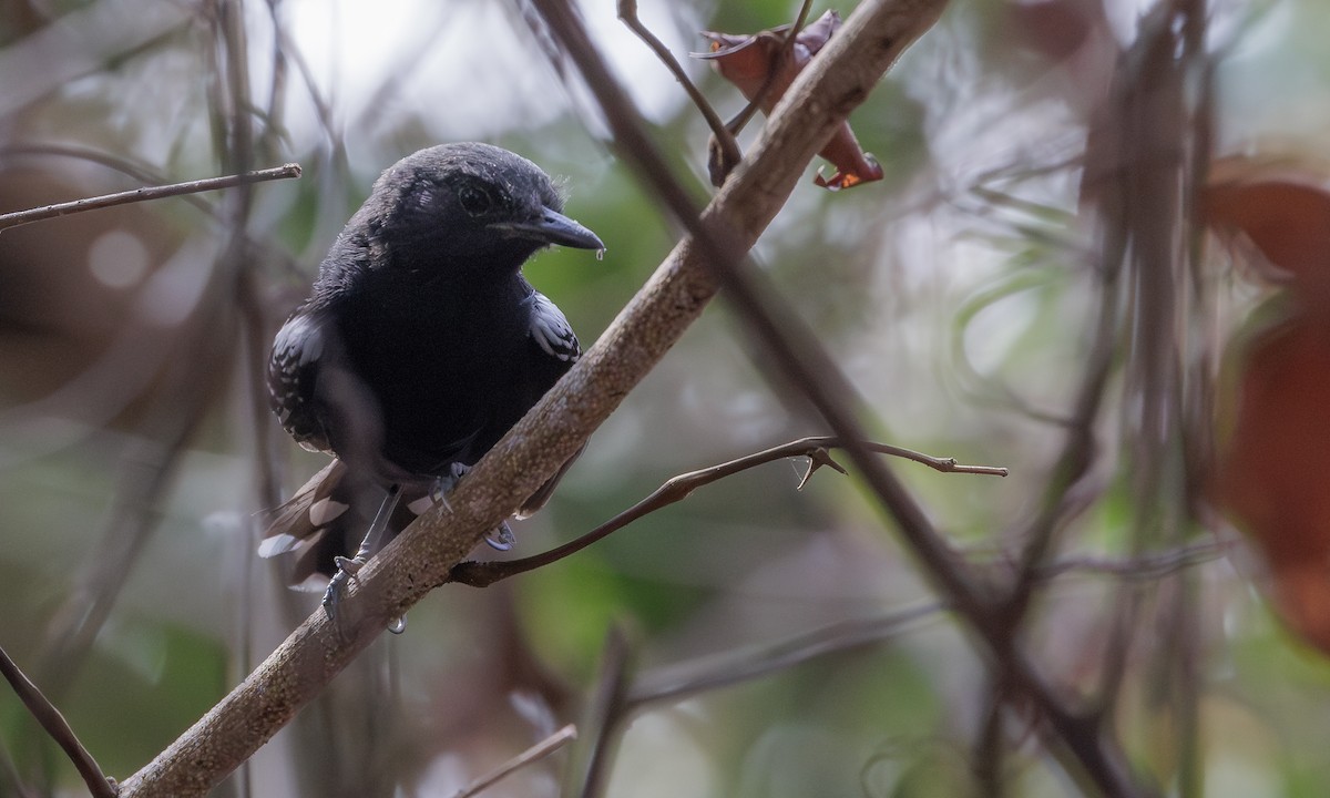 Rio Branco Antbird - Steve Kelling