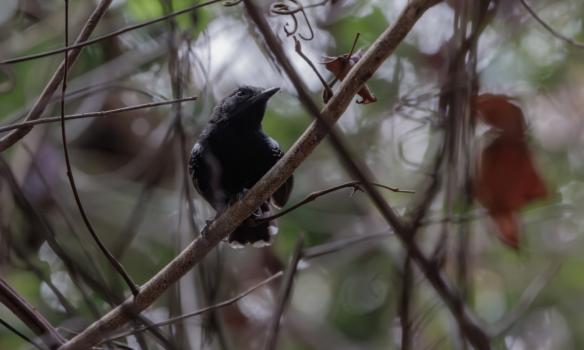 Rio Branco Antbird - Steve Kelling