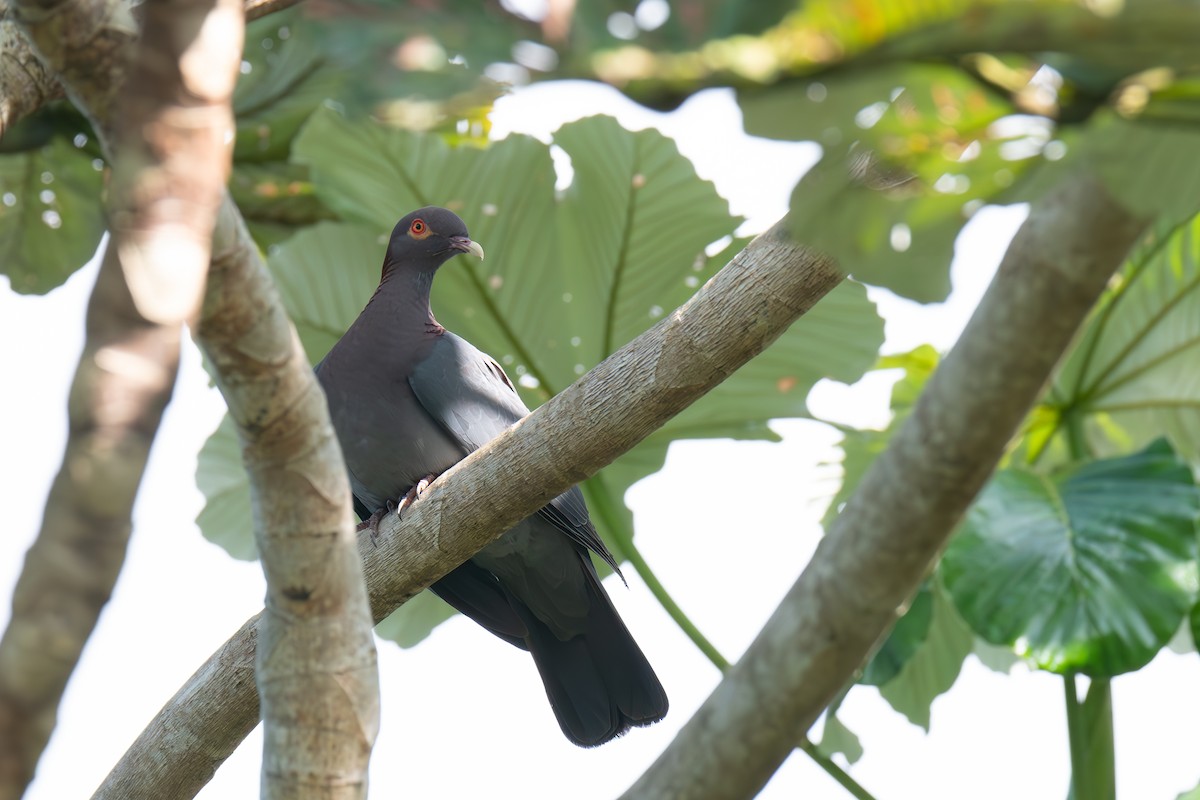 Scaly-naped Pigeon - ML616999671