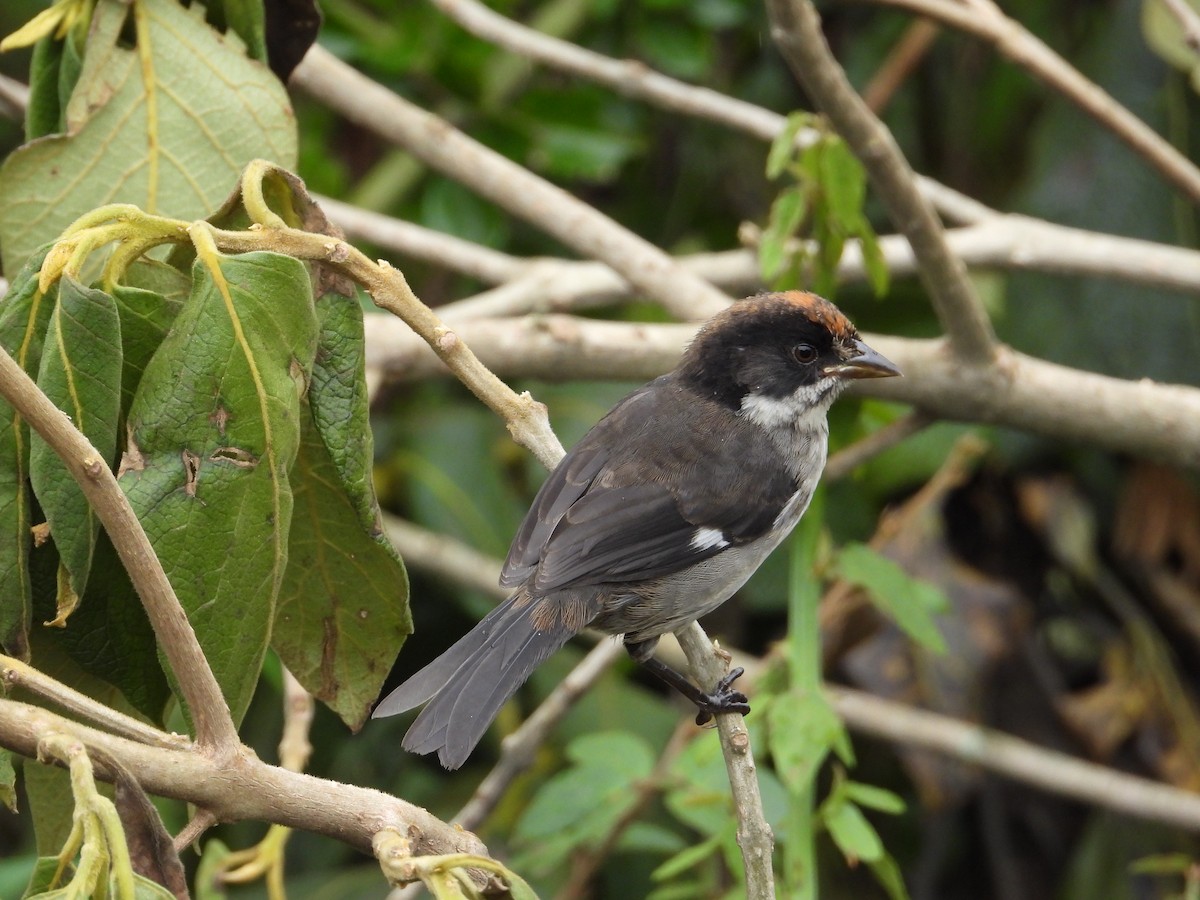 White-winged Brushfinch - Francisco Sornoza