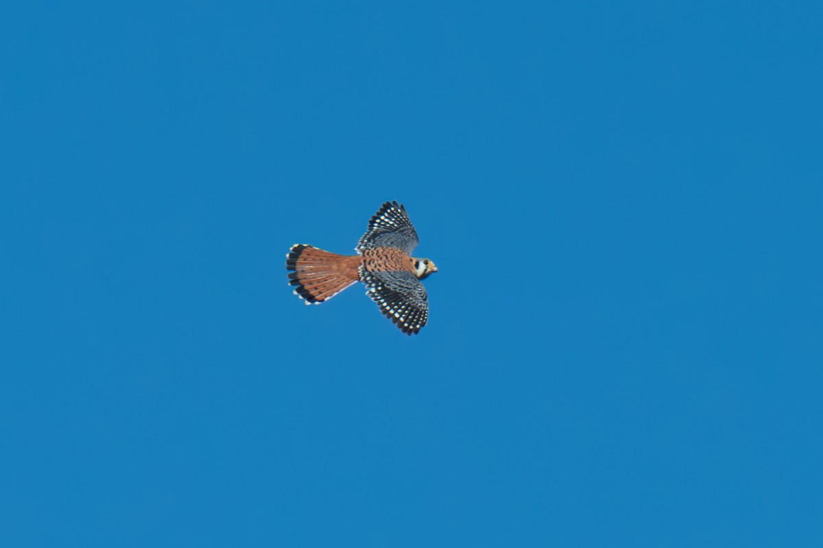 American Kestrel (Eastern Caribbean) - ML616999700